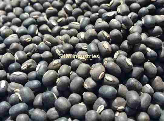 Urad seed